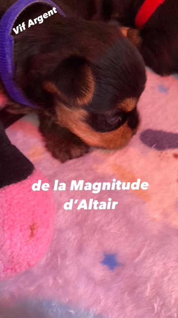 de la Magnitude d'Altaïr - Superbe petit sujet mâle disponible 