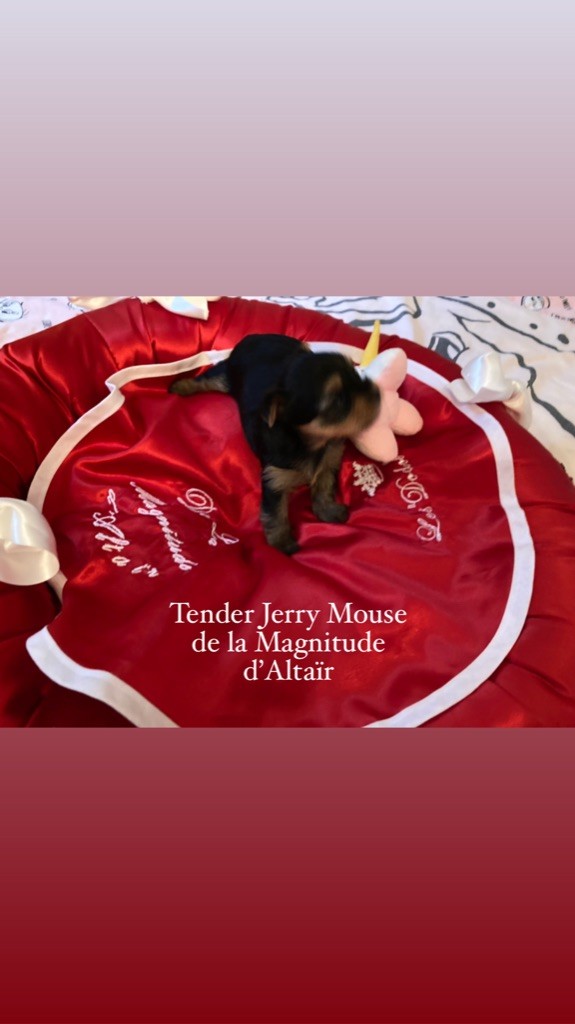 de la Magnitude d'Altaïr - Petite Tender Jerry Mouse