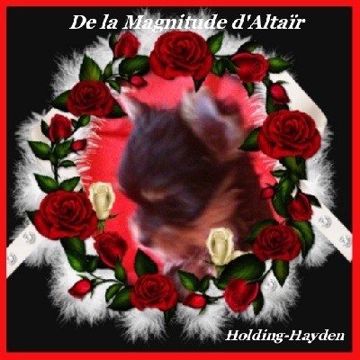 de la Magnitude d'Altaïr - HOLDING-HAYDEN DE LA MAGNITUDE D'ALTAÏR