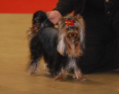 de la Magnitude d'Altaïr - PARIS DOG SHOW 2013