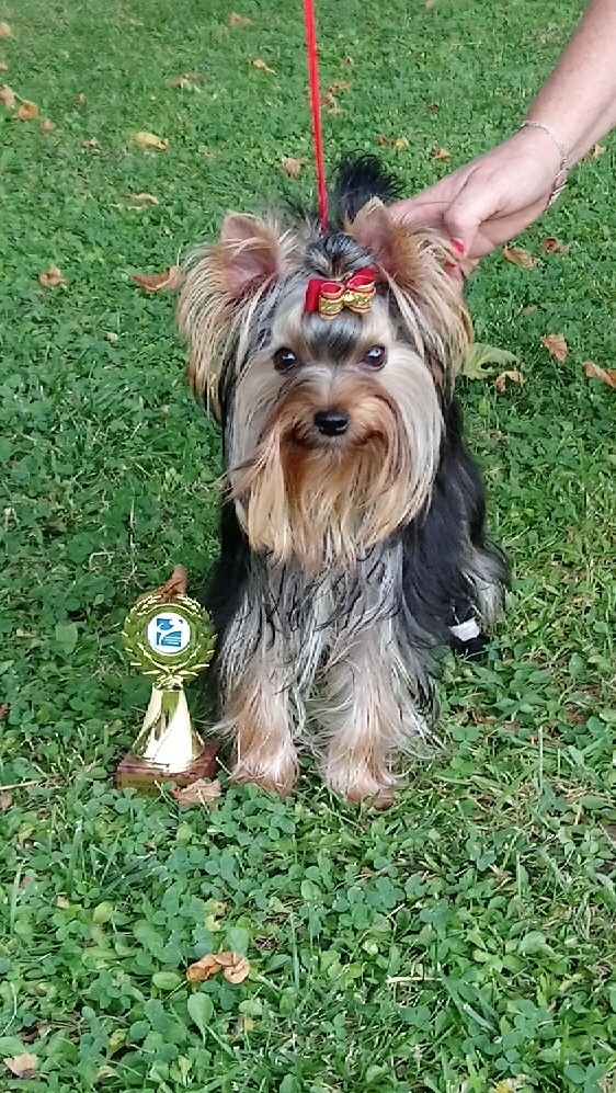 de la Magnitude d'Altaïr - MIKAO USUI Meilleur puppy exposition de Brive 13 août 2017