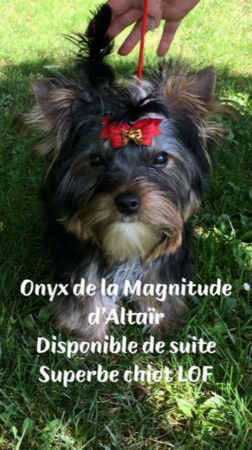 de la Magnitude d'Altaïr - SUPERBE CHIOT DISPONIBLE