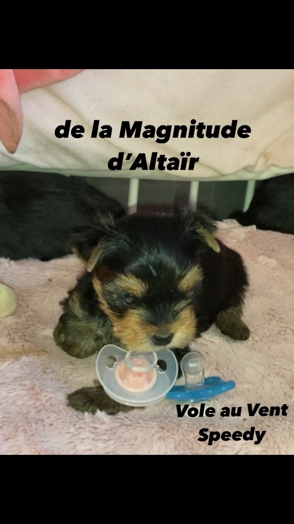 chiot Yorkshire Terrier de la Magnitude d'Altaïr