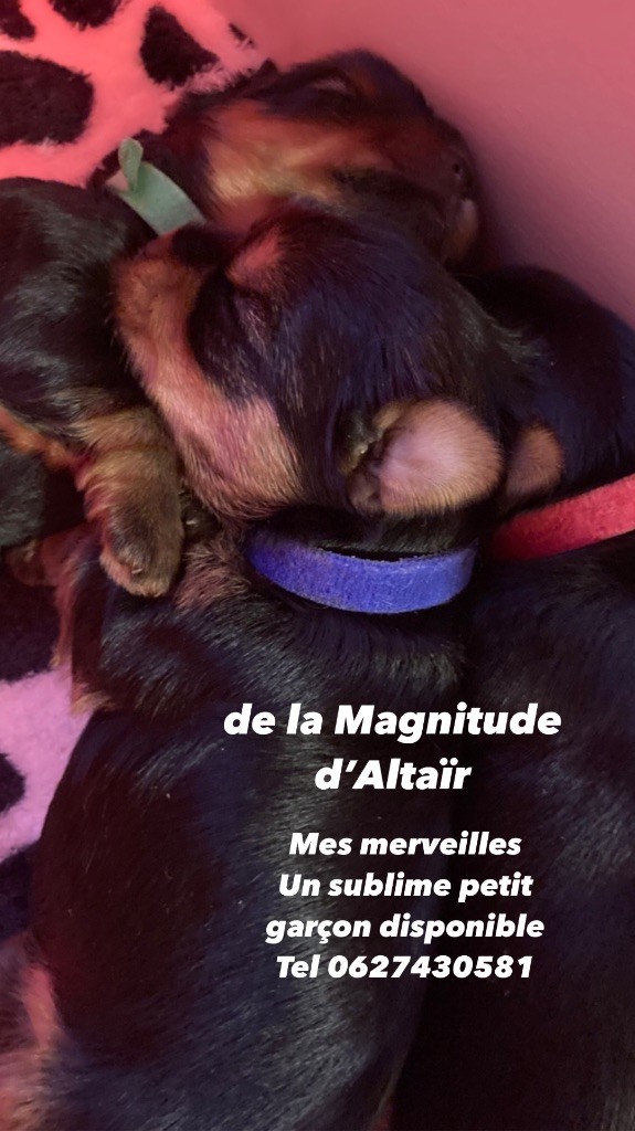 de la Magnitude d'Altaïr - Chiot disponible  - Yorkshire Terrier