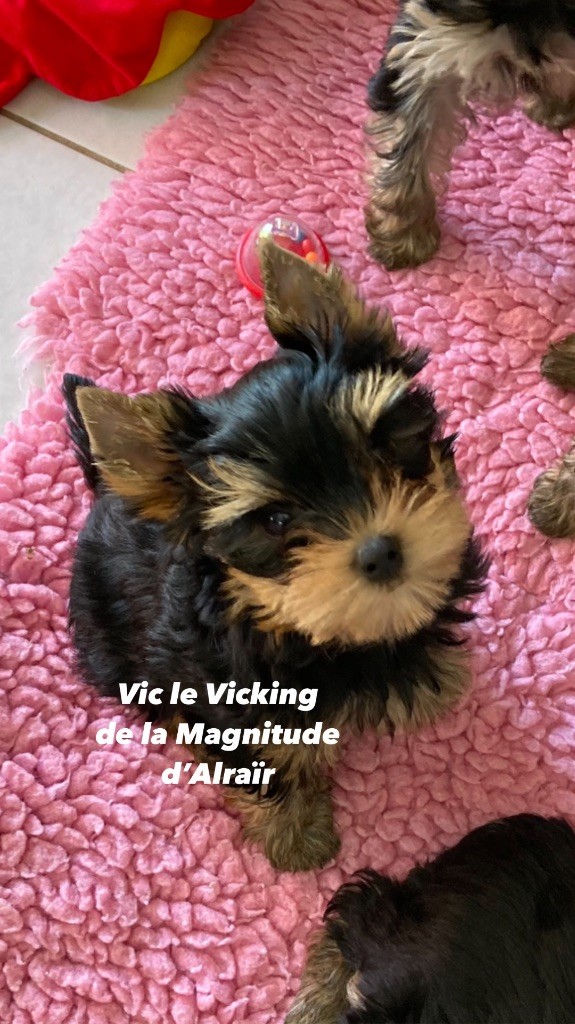 de la Magnitude d'Altaïr - Chiot disponible  - Yorkshire Terrier