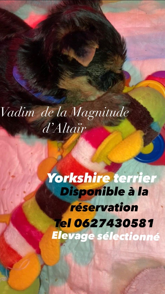 de la Magnitude d'Altaïr - Chiot disponible  - Yorkshire Terrier