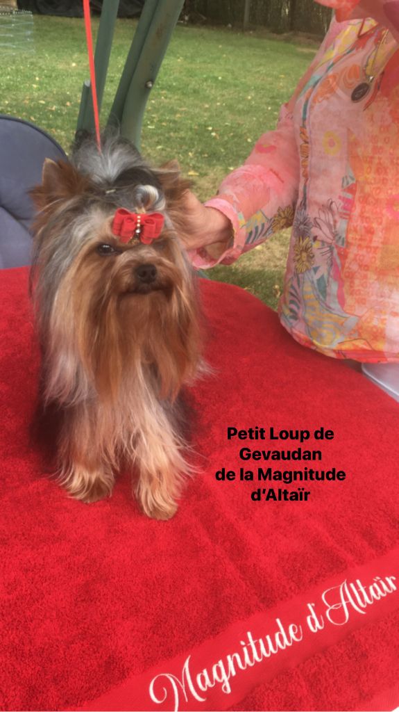 Petit loup du gevaudan de la Magnitude d'Altaïr