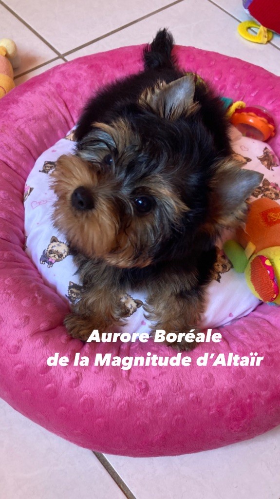 Aurore boréale de la Magnitude d'Altaïr