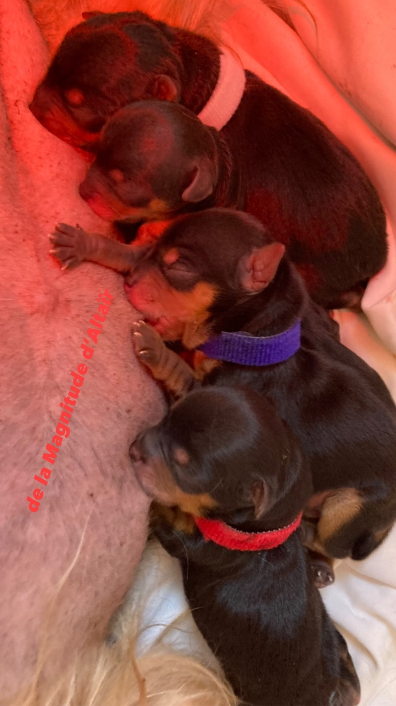 de la Magnitude d'Altaïr - Naissances janvier 2026