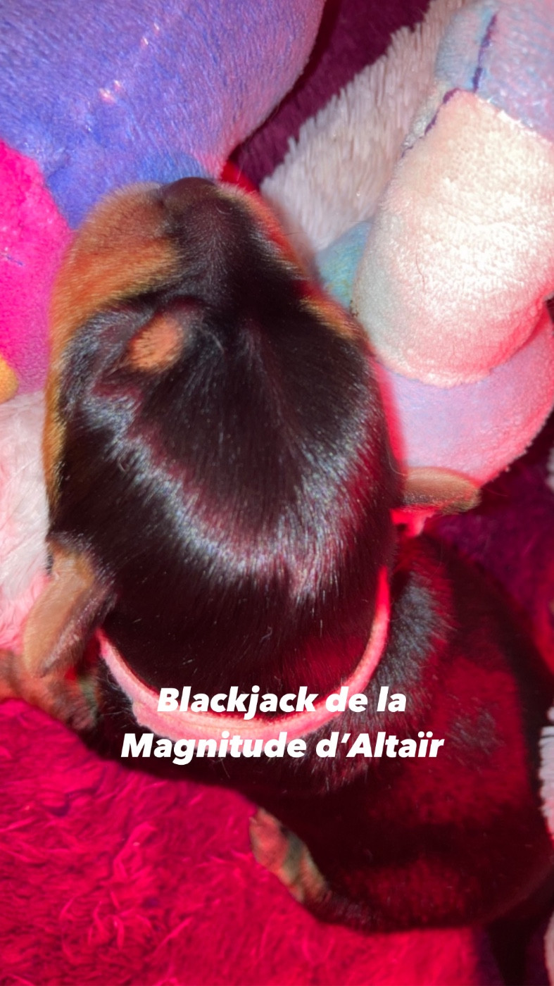 Très joli mâle à la réservation