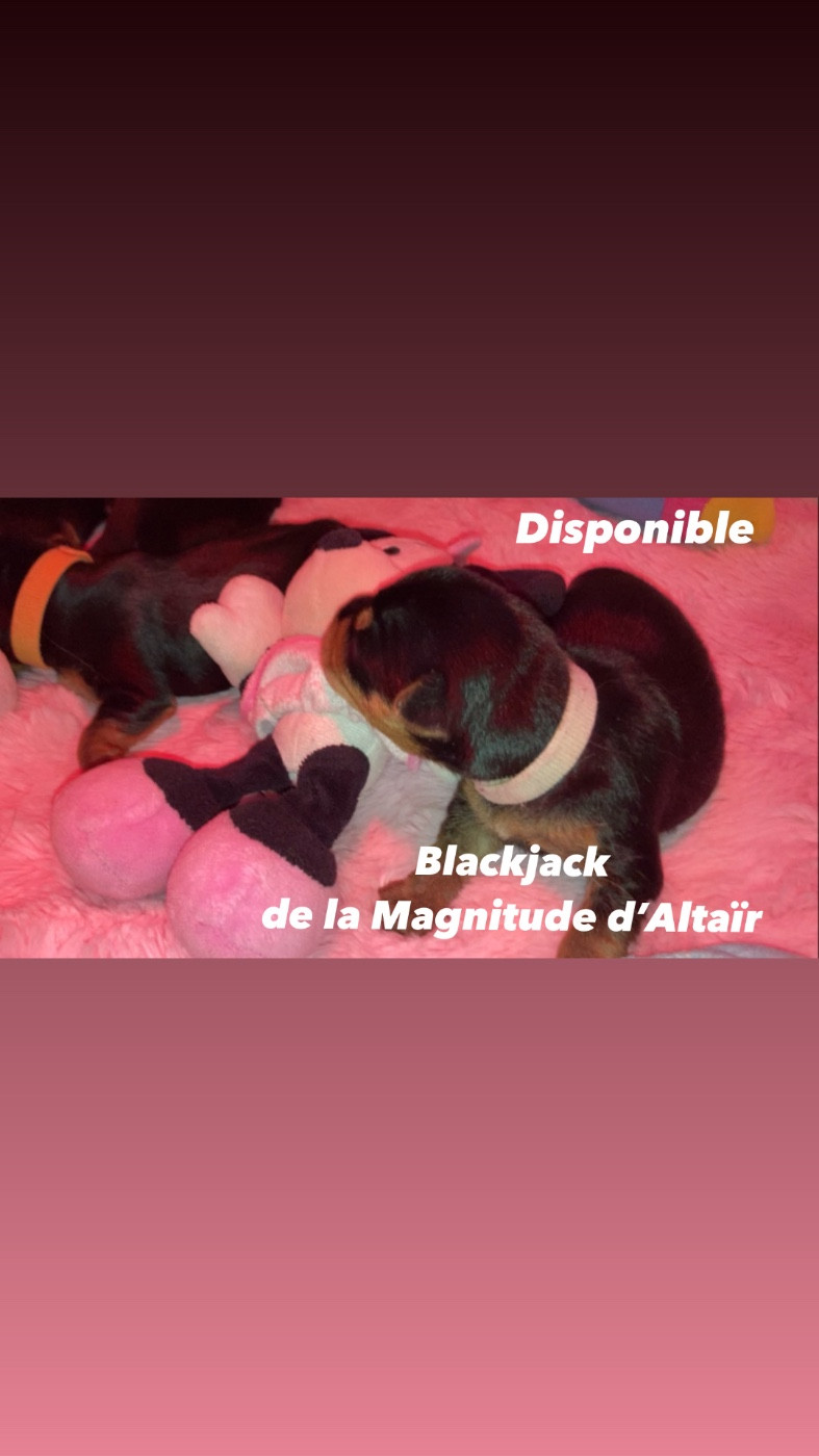 Sublime petit bébé mâle à reserver