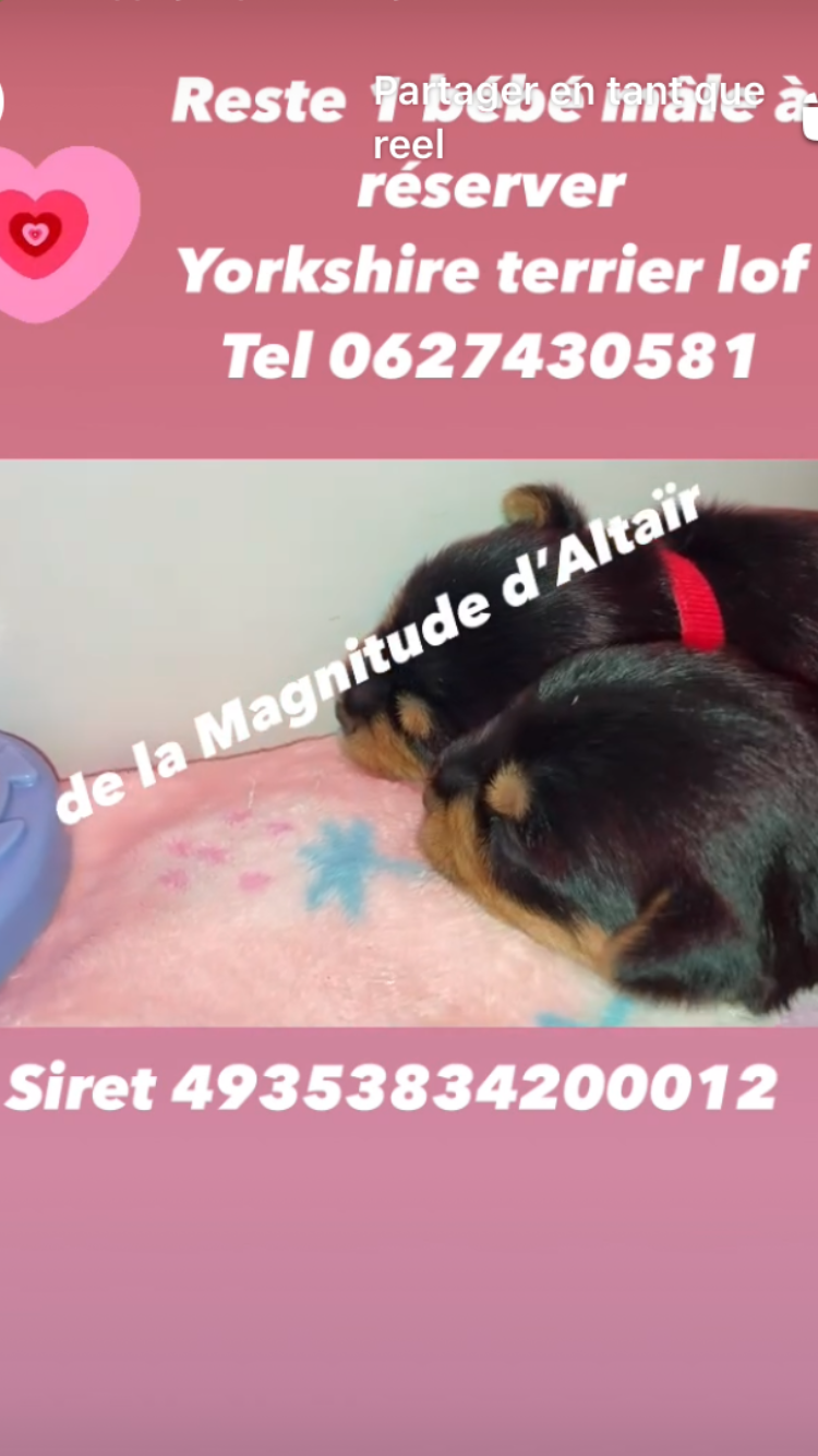 Magnifique petit mâle à reservé