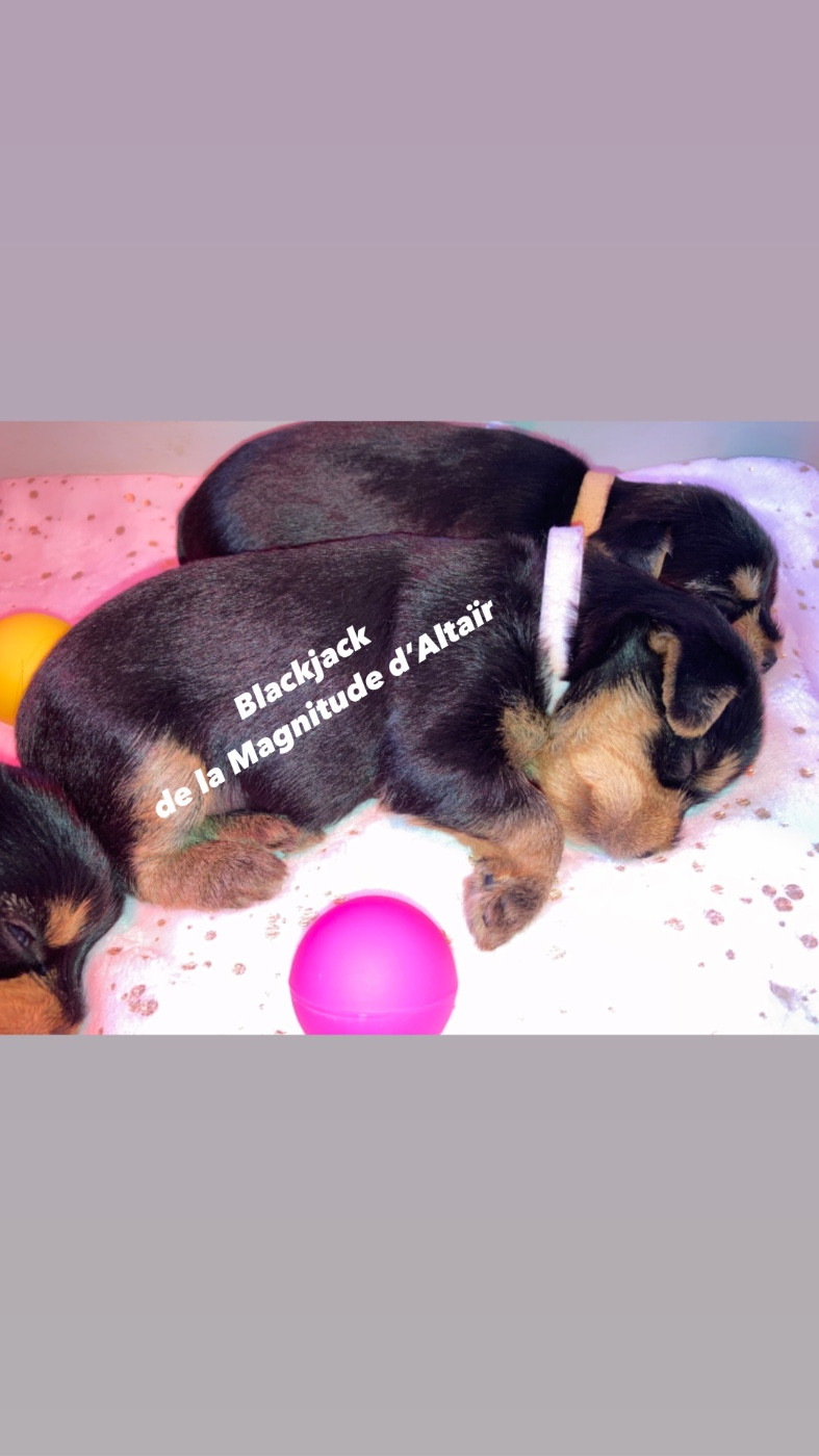 Blackjack disponible