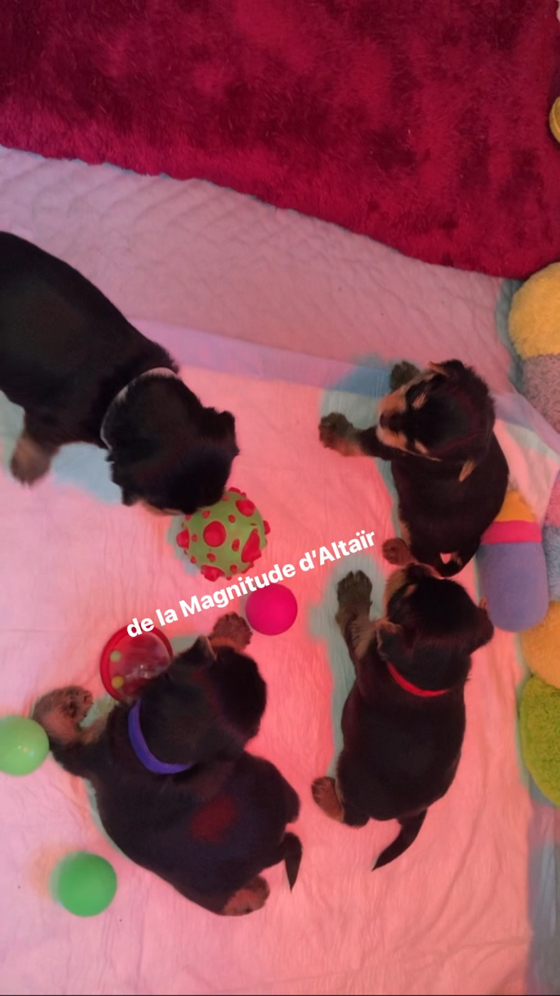 Reste un superbe mâle disponible