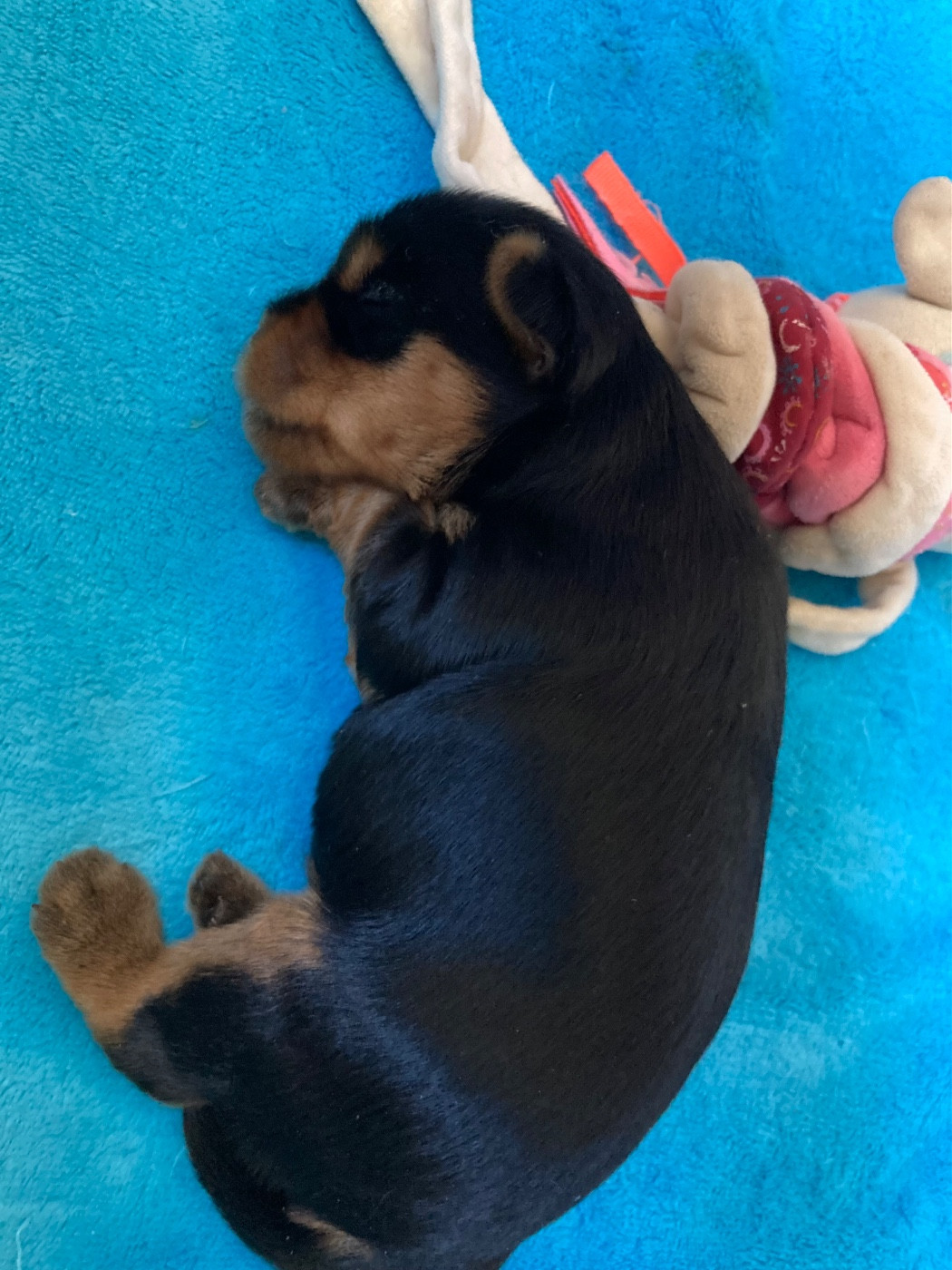 Superbe chiot mâle à réserver