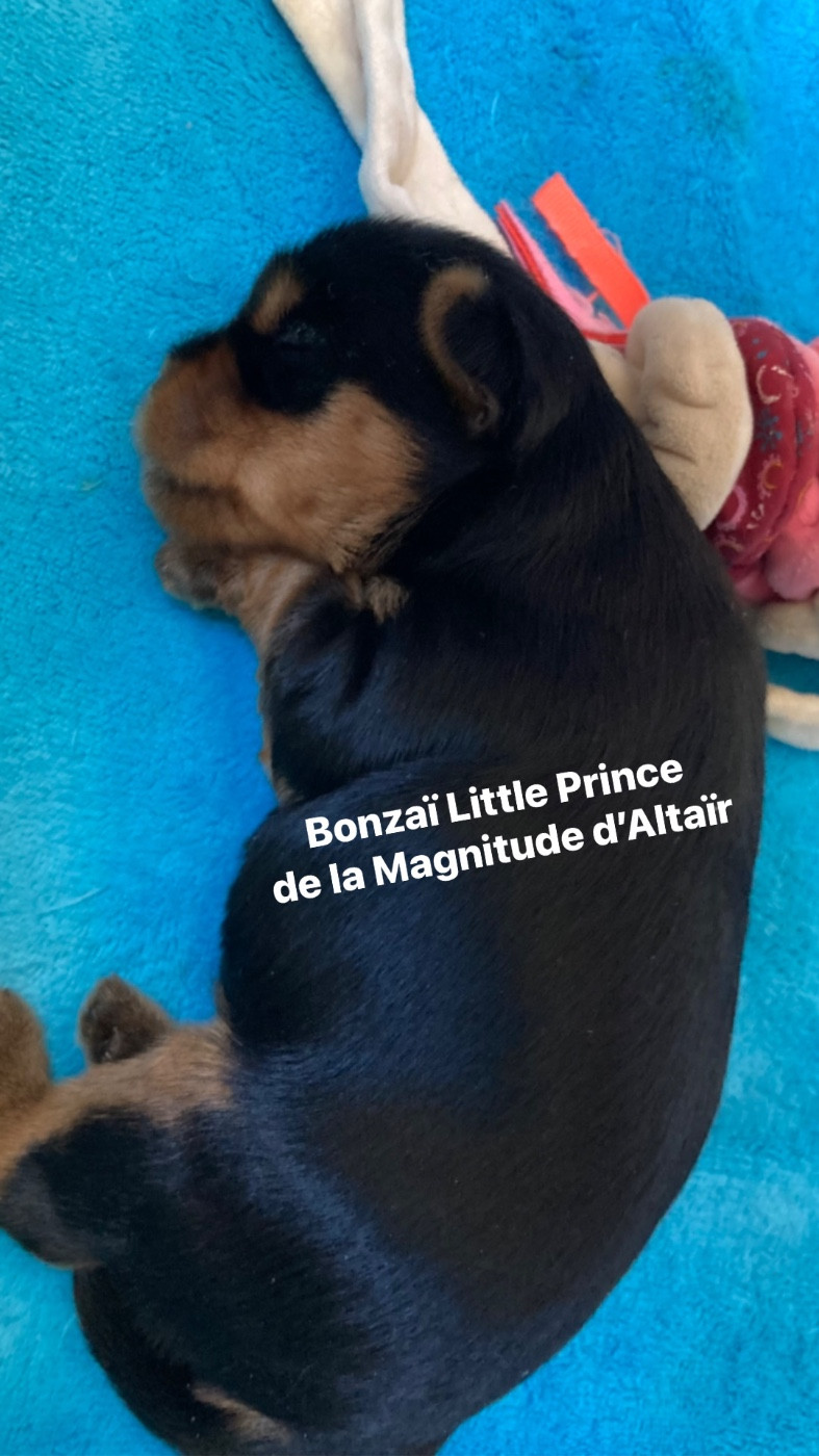 DISPONIBLE SUPERBE CHIOT MALE