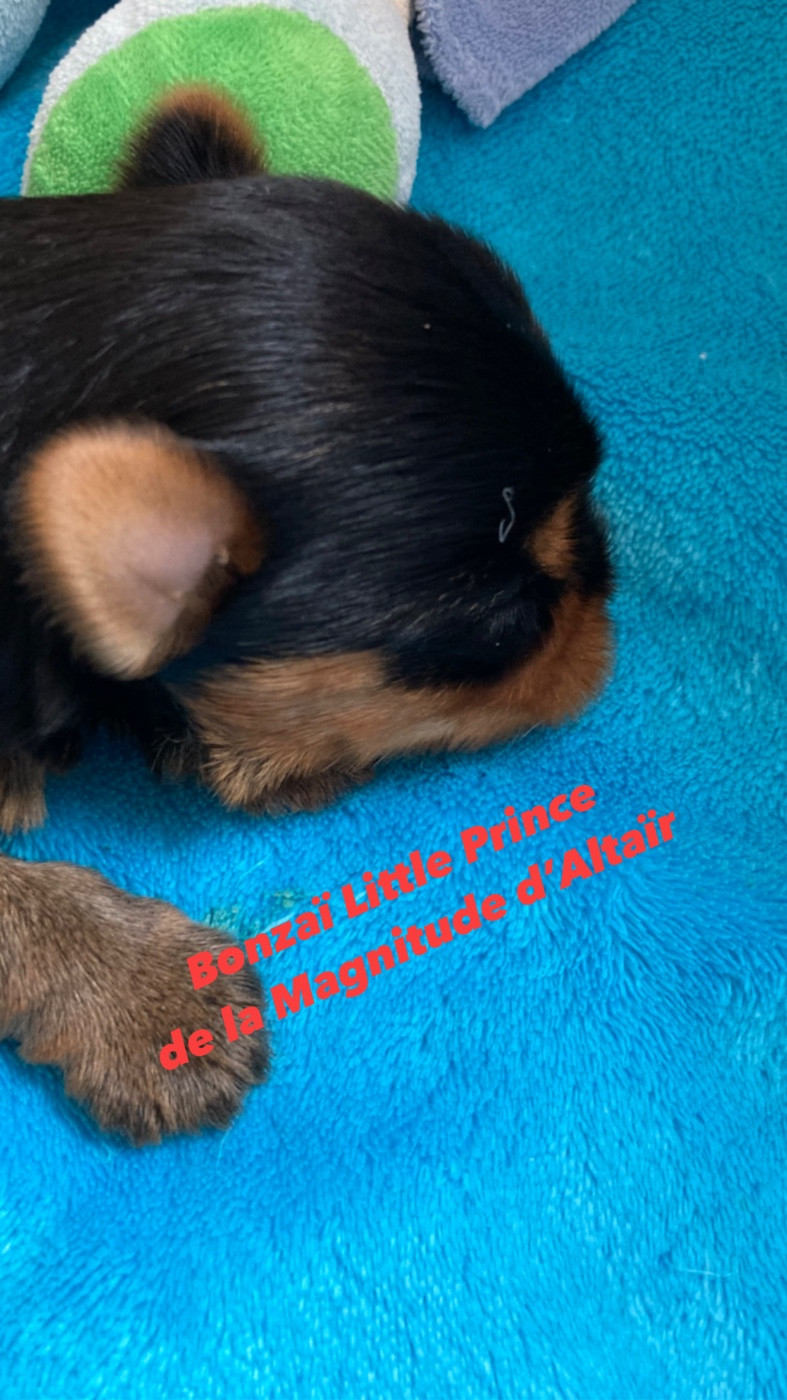 Superbe bébé mâle à reserver