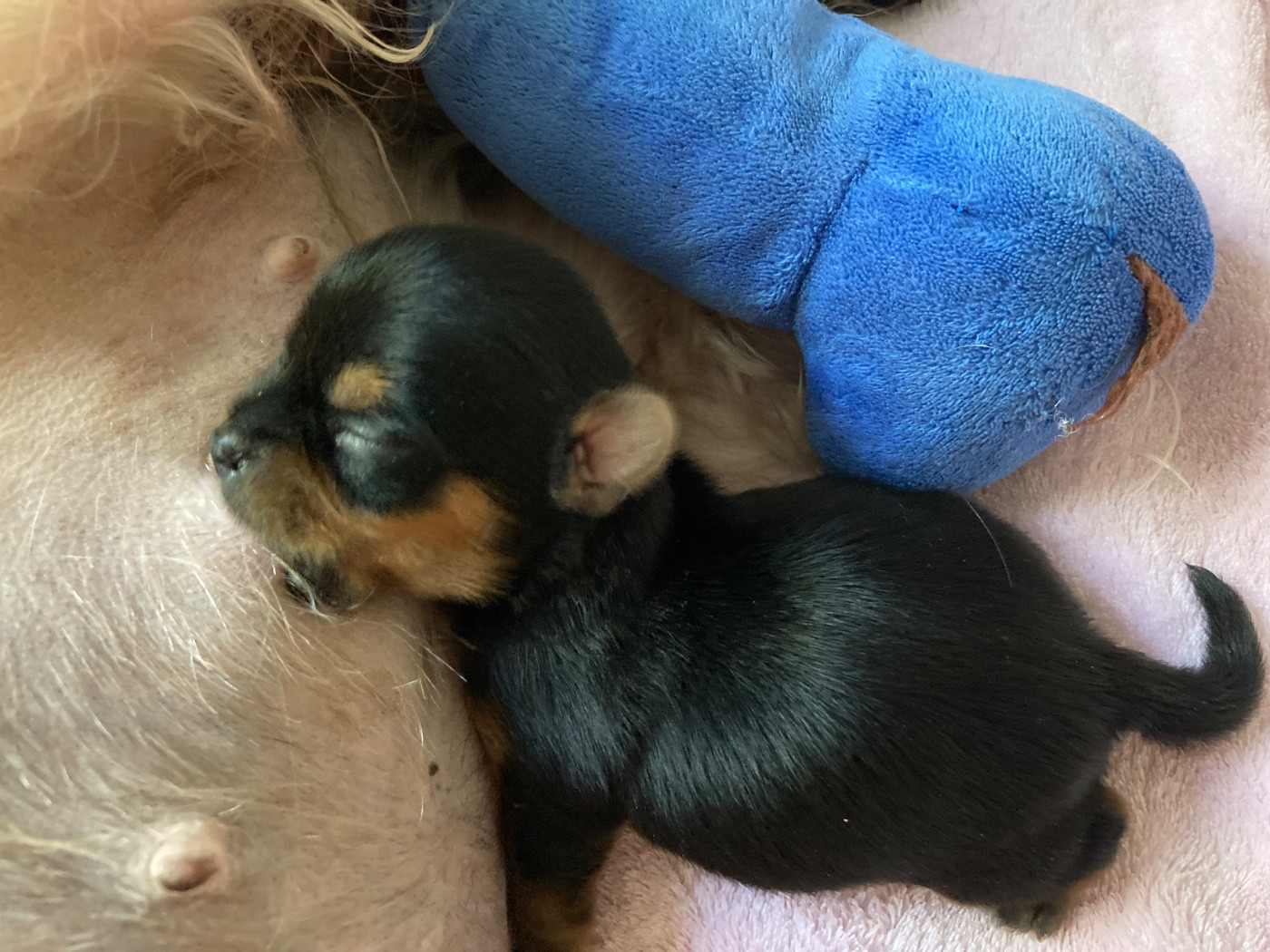 Sublime petit mâle disponible à la réservation