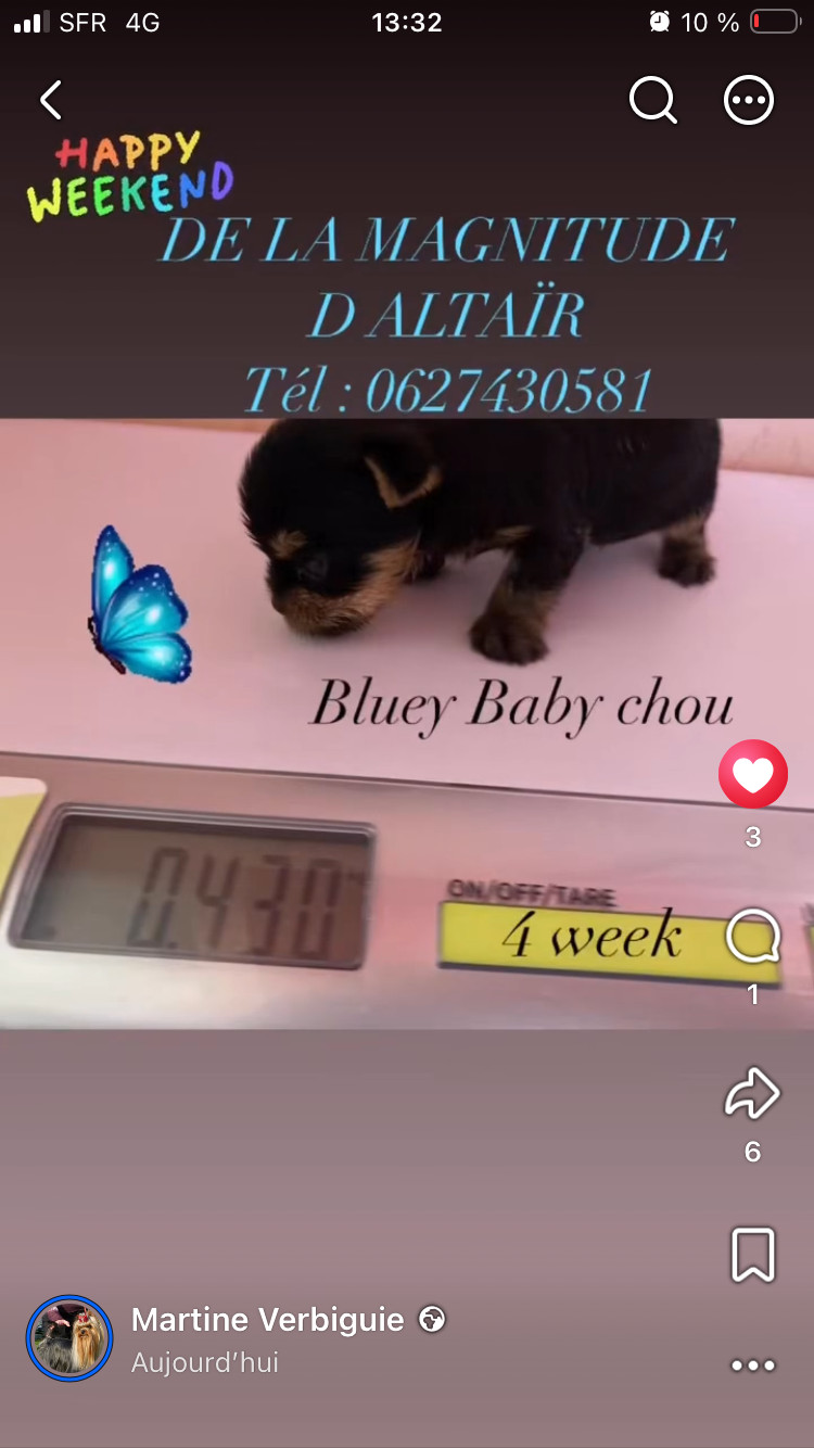 Superbe chiot mâle miniature à réserver