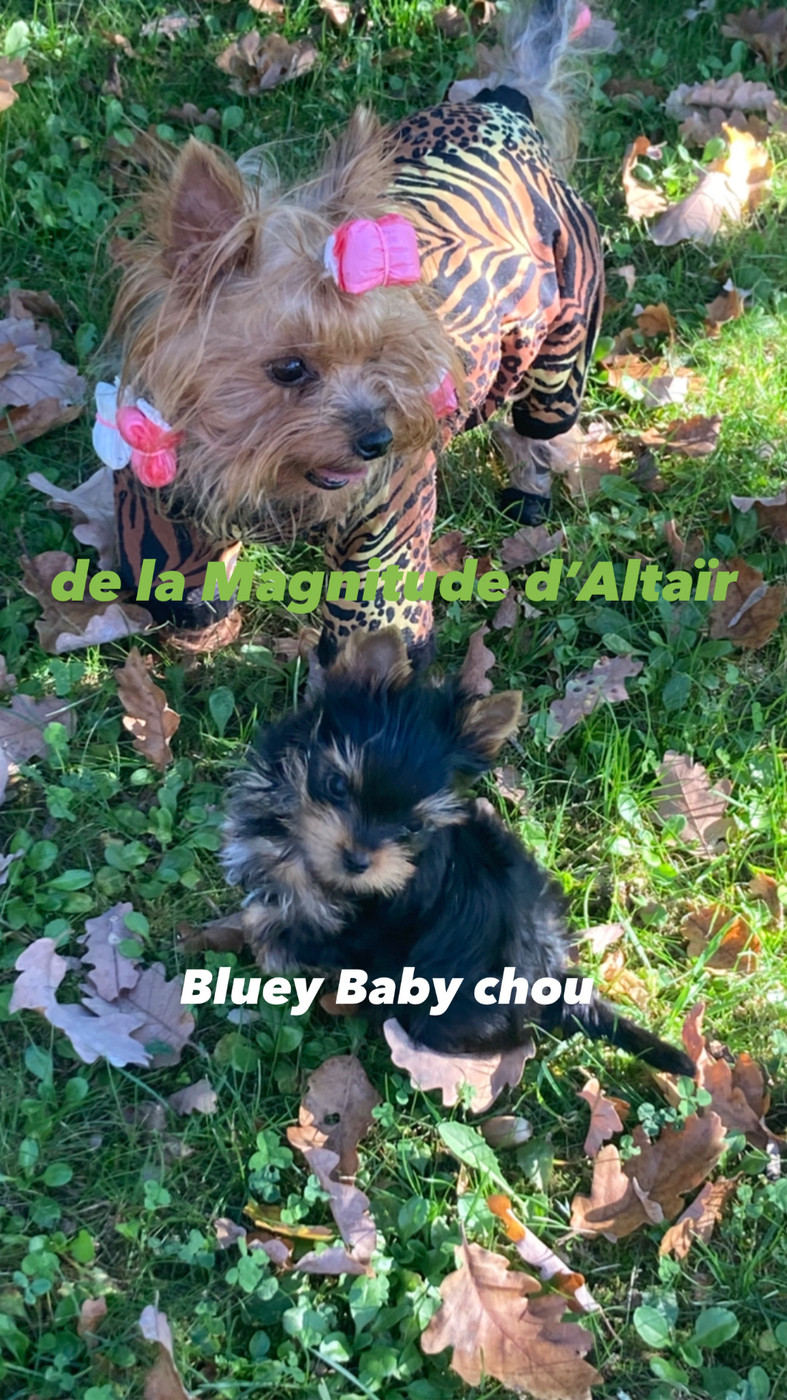 Bluey Baby chou et sa maman
