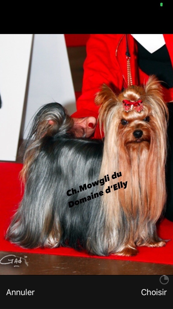de la Magnitude d'Altaïr - Yorkshire Terrier - Portée née le 26/05/2023