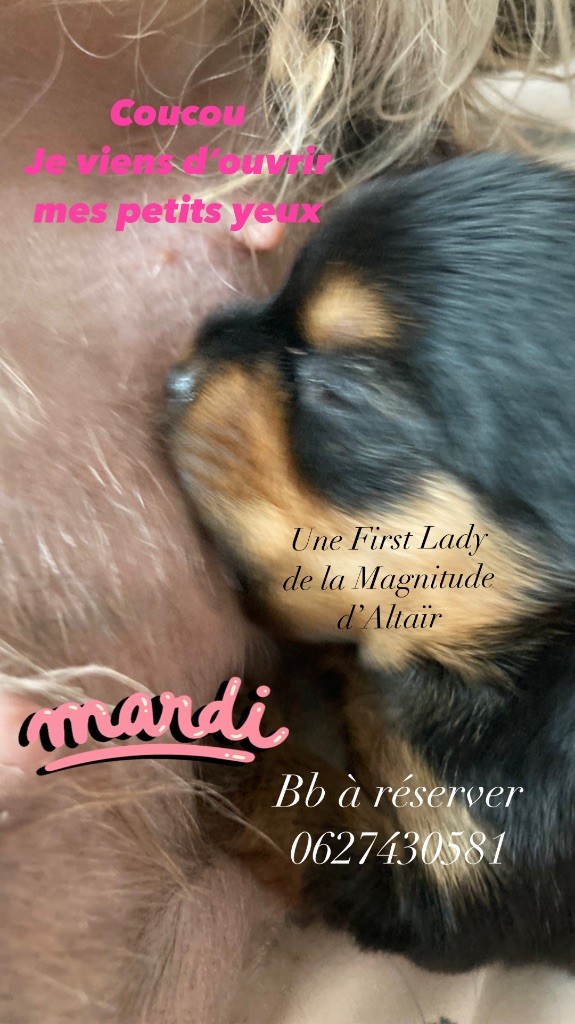 de la Magnitude d'Altaïr - Yorkshire Terrier - Portée née le 30/08/2023