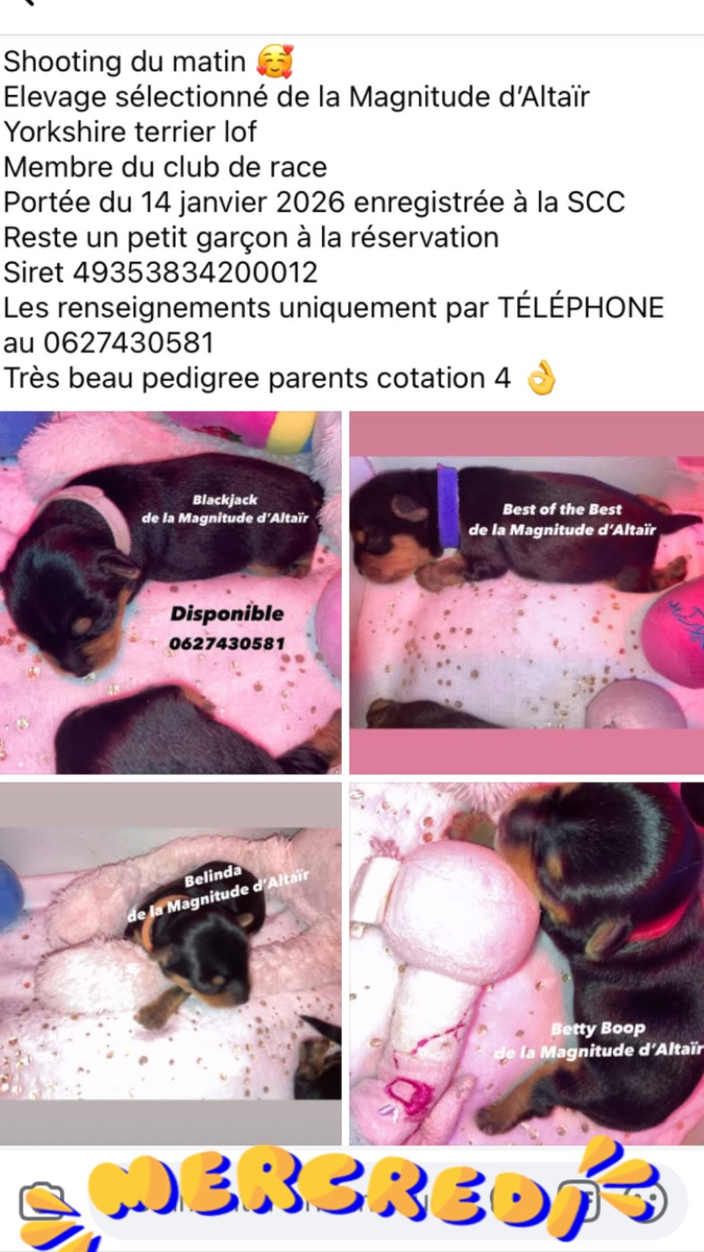 Chiot Yorkshire Terrier de la Magnitude d'Altaïr