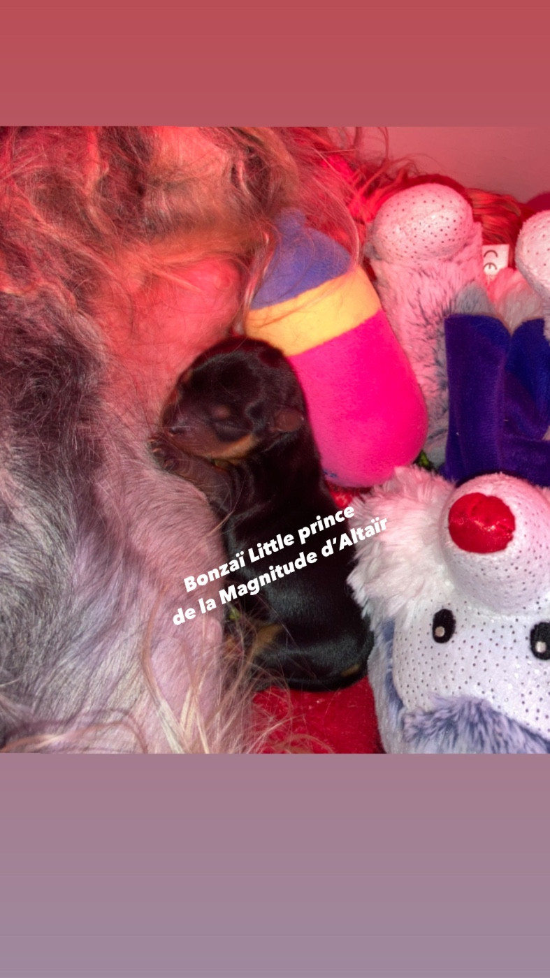 de la Magnitude d'Altaïr - Chiots disponibles - Yorkshire Terrier