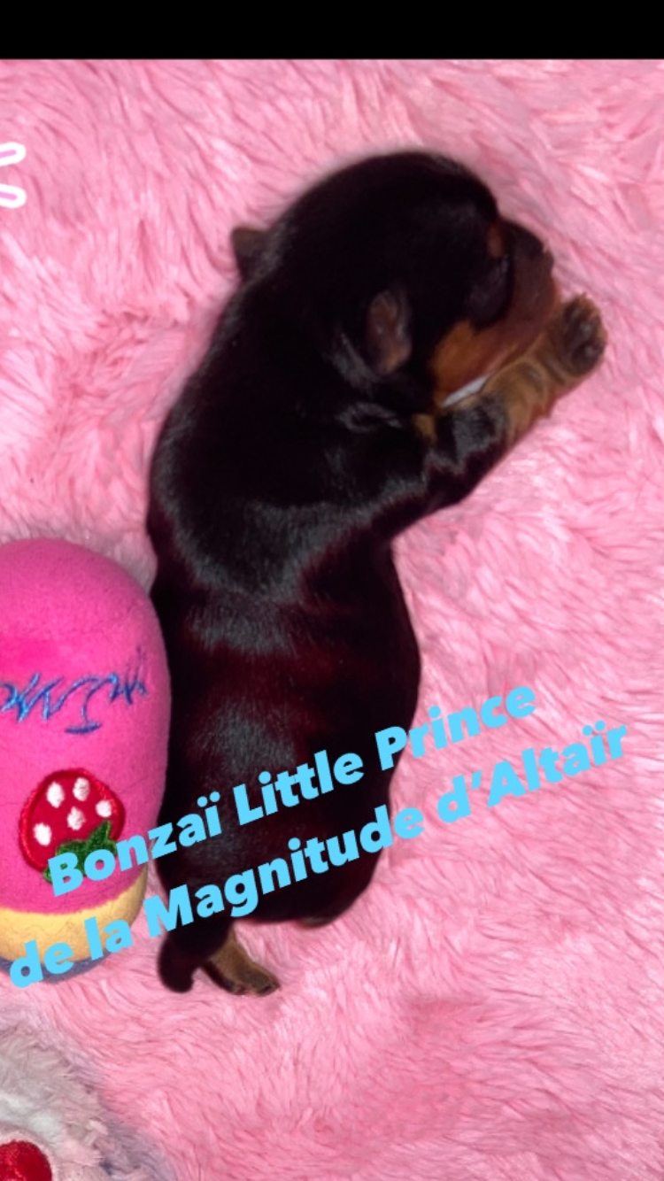 de la Magnitude d'Altaïr - Chiots disponibles - Yorkshire Terrier