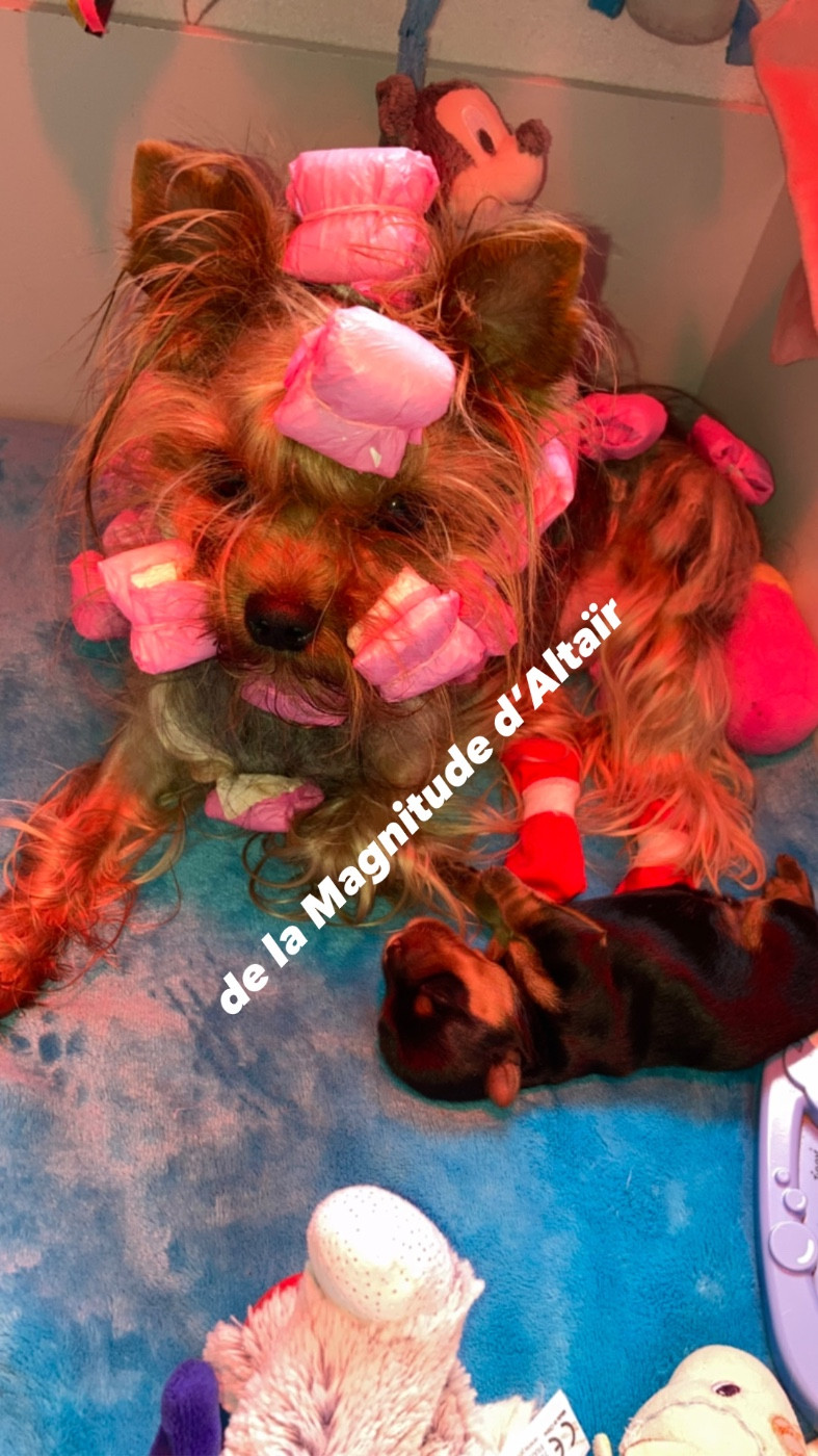 de la Magnitude d'Altaïr - Yorkshire Terrier - Portée née le 23/03/2026