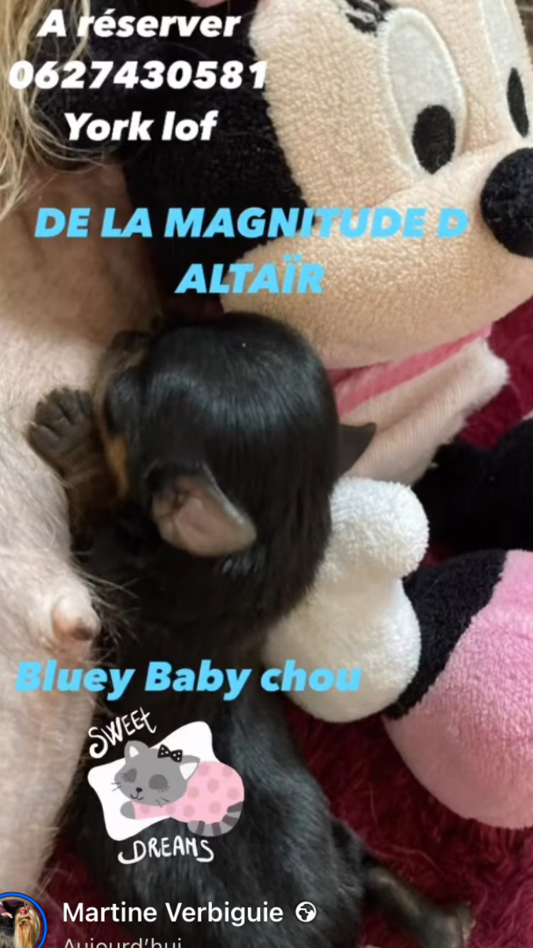 de la Magnitude d'Altaïr - Chiots disponibles - Yorkshire Terrier
