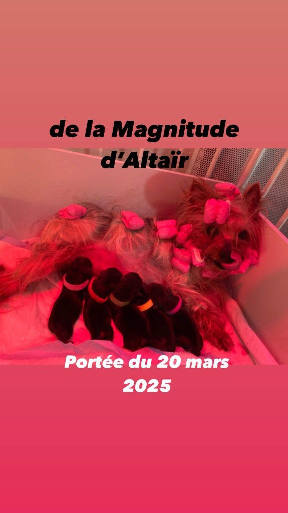 de la Magnitude d'Altaïr - Chiots disponibles - Yorkshire Terrier