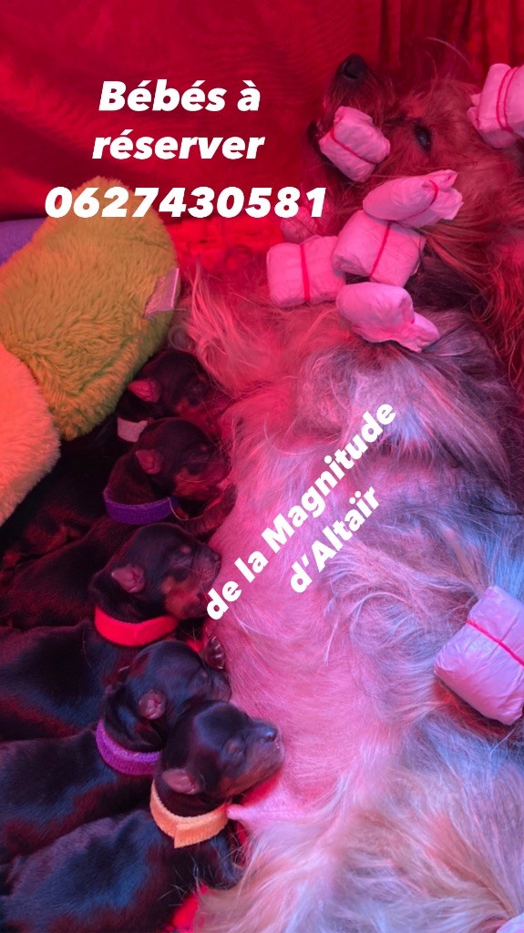 de la Magnitude d'Altaïr - Yorkshire Terrier - Portée née le 06/12/2023