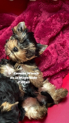 U ´COMETE WINNIE