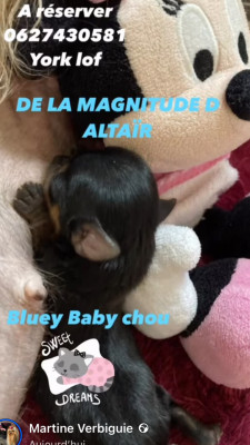 BLUEY BABY CHOU DE LA MAGNITUDE D ALTAÏR