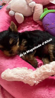BLUEY BABY CHOU DE LA MAGNITUDE D ALTAÏR