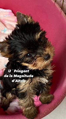 U ´FRINGANT