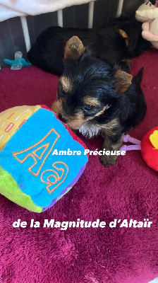 AMBRE PRECIEUSE