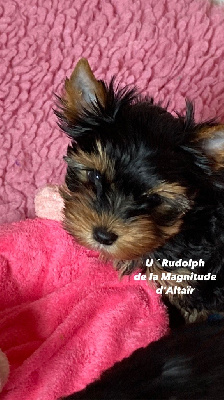 U ´RUDOLPH