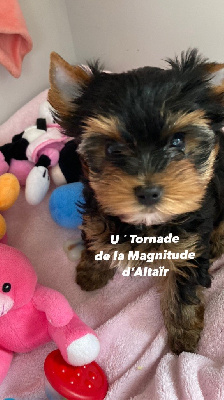 U ´TORNADE