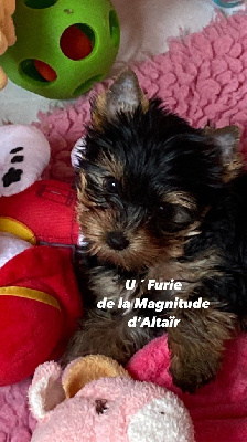 U ´FURIE